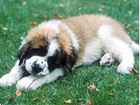 Pour ne jamais oublier